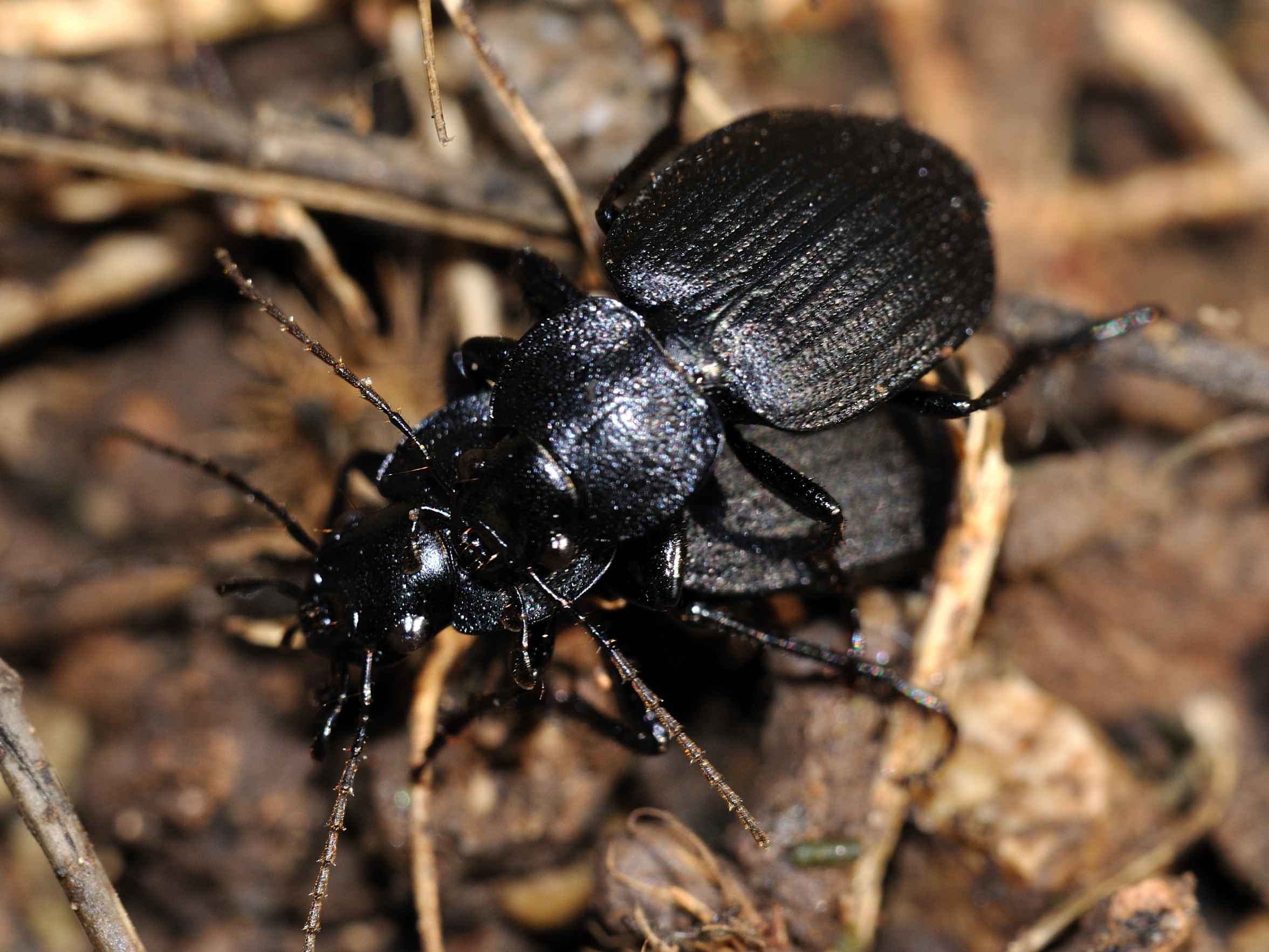 Licinus silphoides